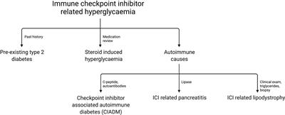 Unravelling Checkpoint Inhibitor Associated Autoimmune Diabetes: From Bench to Bedside